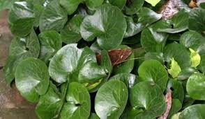 Wild Ginger Plant- Qty-5 Transplant Starter seedlings  OUR LATEST SEASONAL PRODUCT LAUNCH RESULTED I